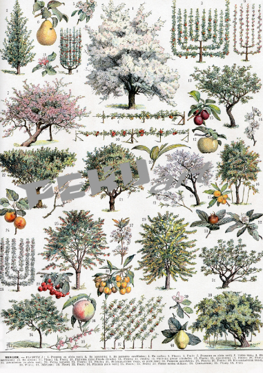 baume-alt-vintage-kunst