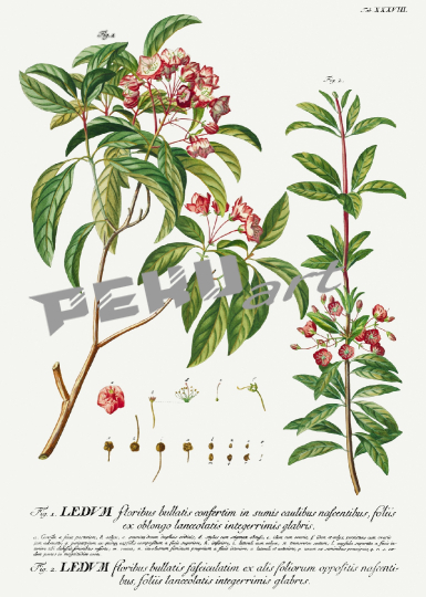 blumen-vintage-illustration