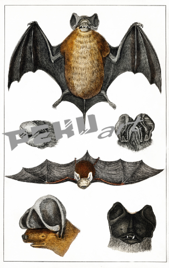 fledermaus-tropisch-vintage-kunst