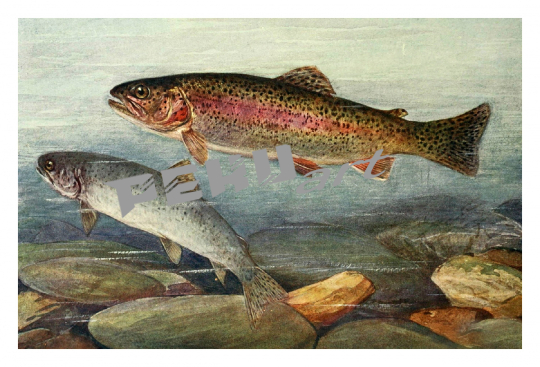 forell-susswasser-fisch-vintage