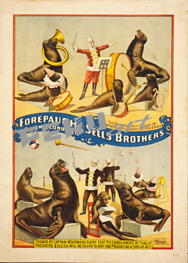 Forepaugh SealsCircus