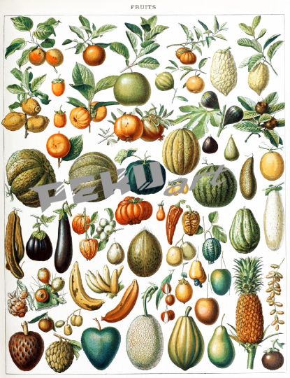 fruchte-obst-vintage-poster