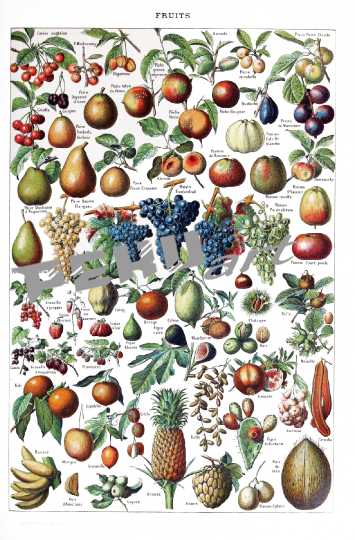 fruchte-obst-vintage-poster