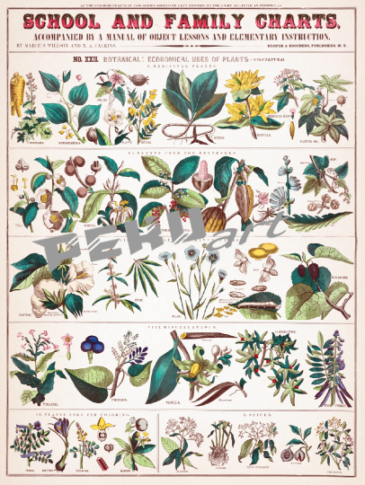 gemuse-obst-fruchte-vintage