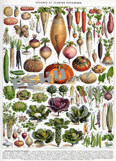 gemuse-salate-vintage-kunst