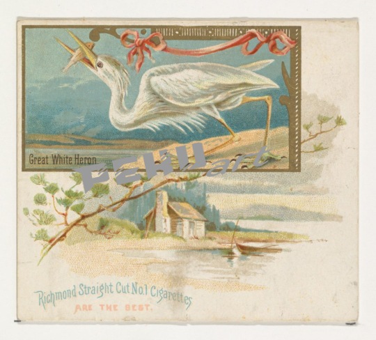 great-white-heron-from-the-game-birds-series-n40-for-allen-a