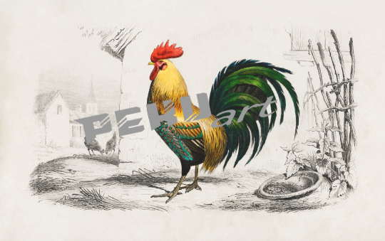 hahn-huhn-vintage-kunst
