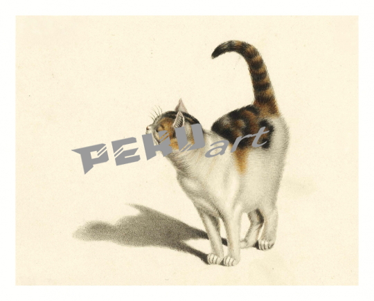 katze-vintage-kunst-illustration-16554667180Cf
