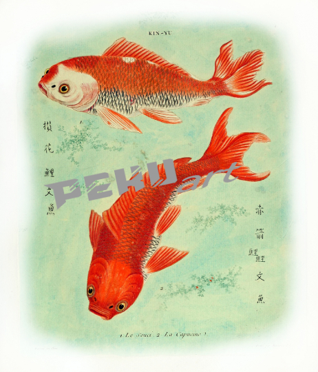 koi-fisch-vintage-alt