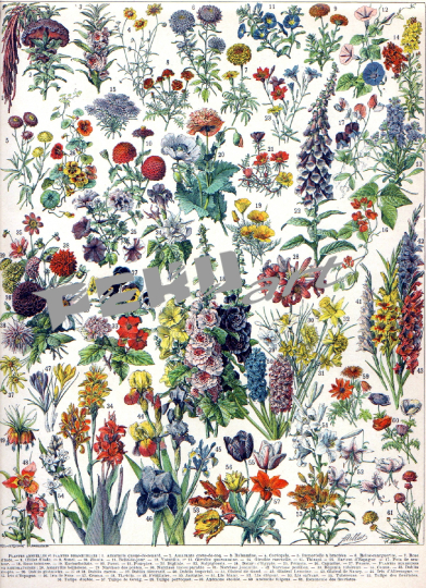 millot-blumen-vintage-kunst