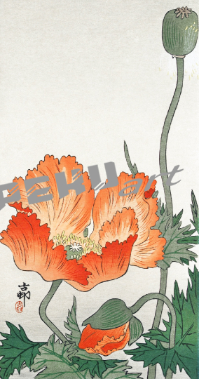 mohnblume-blute-kunst-vintage