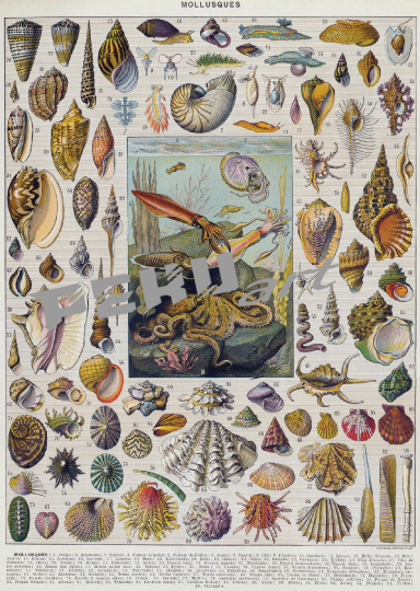 muscheln-krake-vintage-kunst