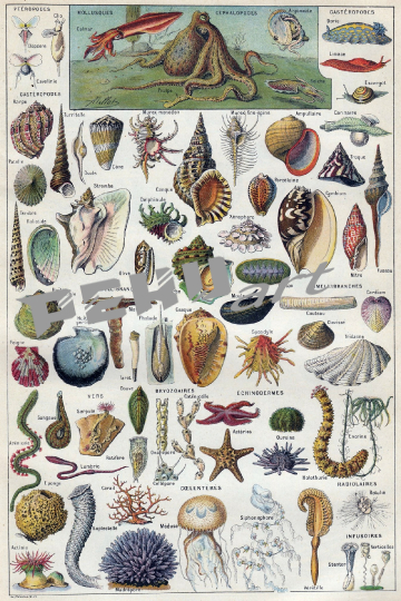 muscheln-mediterran-kunst-vintage