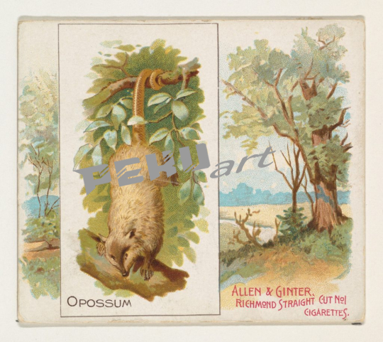 opossum-from-quadrupeds-series-n41-for-allen-andamp-ginter-c