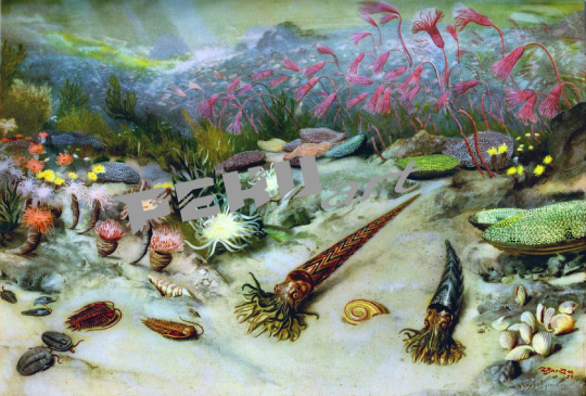 ozean-lebewesen-urzeit-vintage