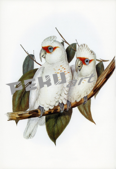 papagei-kakadu-vogel-vintage