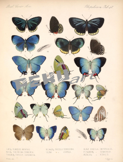 papillon-schmetterling-vintage-alt