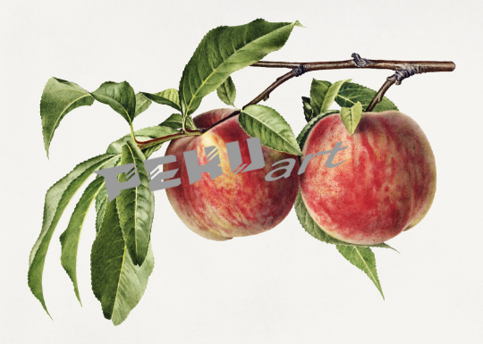 pfirsich-obst-kunst-vintage
