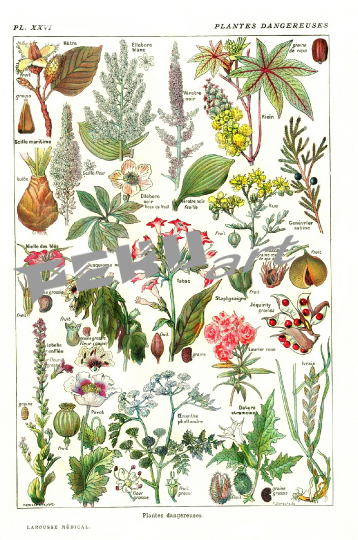 pflanzen-blumen-botanisches-plakat