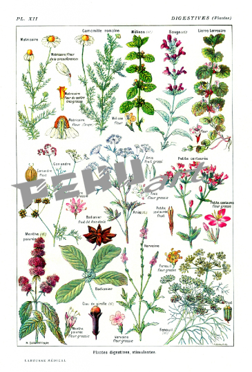 pflanzen-blumen-botanisches-plakat