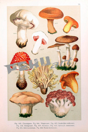 pilze-giftig-vintage-kunst