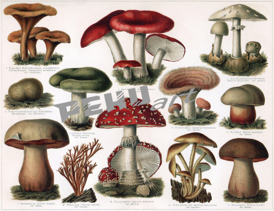 pilze-tafel-vintage-illustration