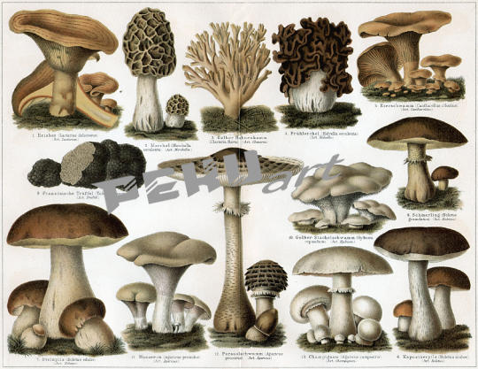 pilze-tafel-vintage-illustration