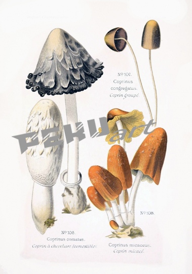 pilze-vintage-kunst-alt