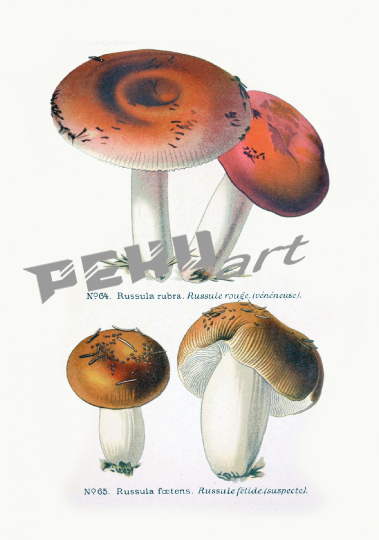 pilze-vintage-kunst-alt