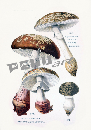 pilze-vintage-kunst-alt