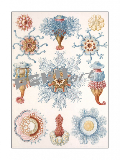 qualle-koralle-riff-vintage