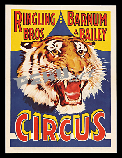 Ringling TigerCircus