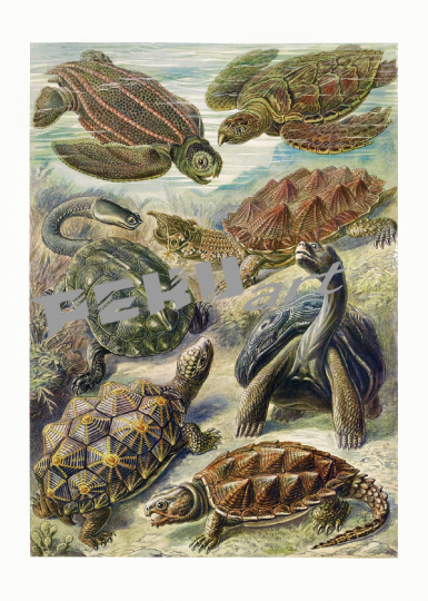 schildkroten-kunst-vintage