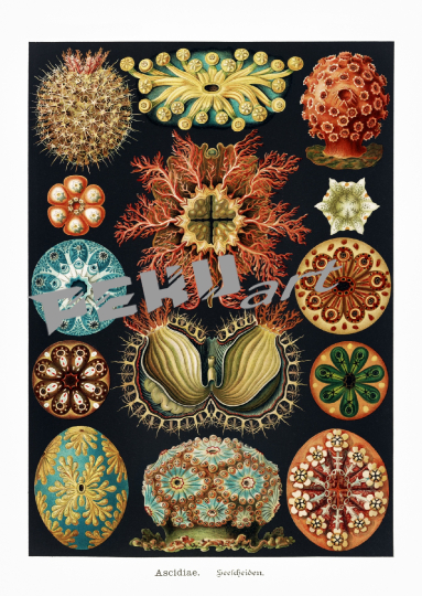 seestern-seeigel-koralle-vintage