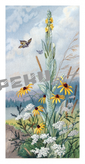 stillleben-blumen-landschaft