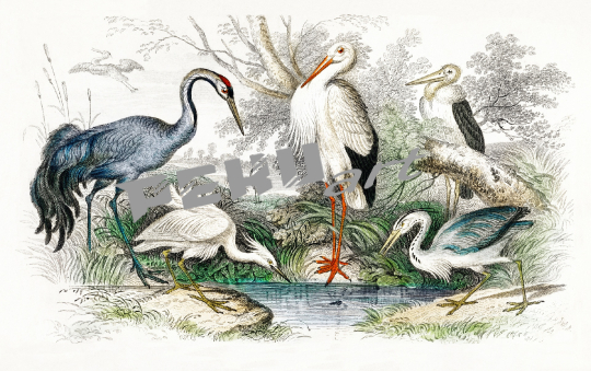 storch-kranich-vintage-kunst