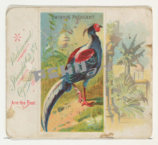 swinhoe-pheasant-from-birds-of-the-tropics-series-n38-for-al
