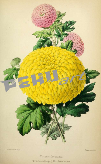 the-florist-fruitist-and-garden-miscellany-bhl5881499-1d4867