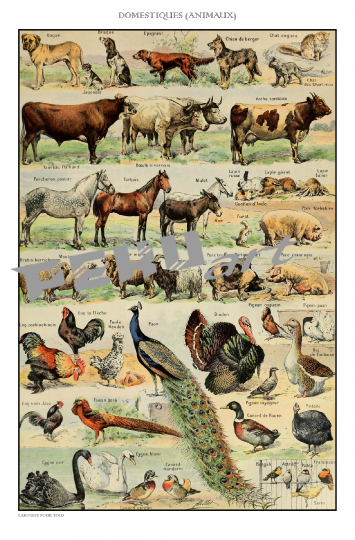 vintage-animals-art-print