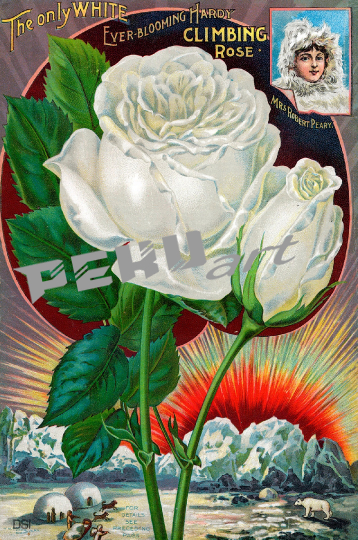 vintage-blumen-garten-katalog