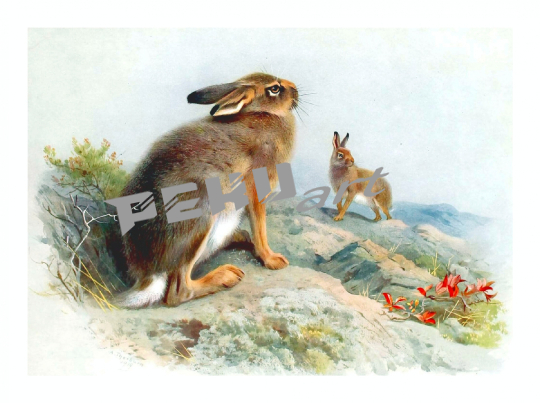 vintage-kunst-hase-kaninchen