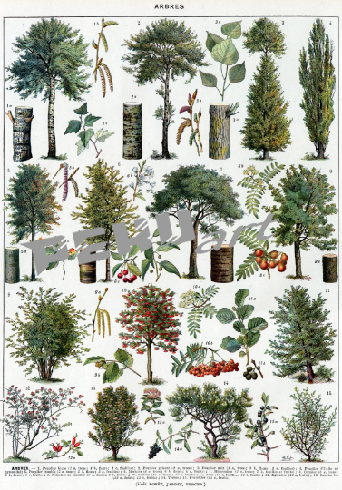 vintage-poster-baume-botanisch