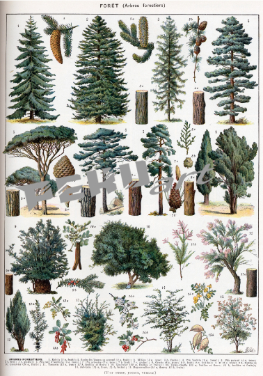 vintage-poster-baume-botanisch