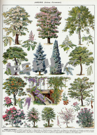 vintage-poster-baume-botanisch