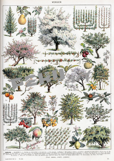 vintage-poster-baume-botanisch