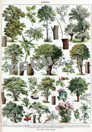 vintage-poster-baume-botanisch