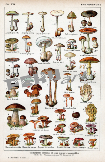 vintage-poster-pilze-champions