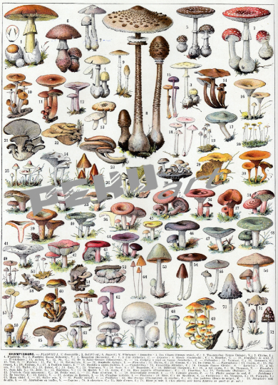 vintage-poster-pilze-champions
