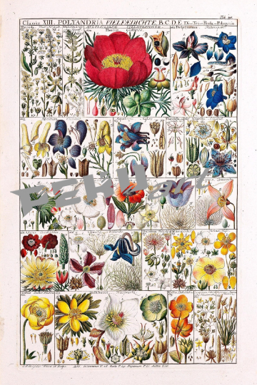 vintage-poster-wildblumen-botanisch