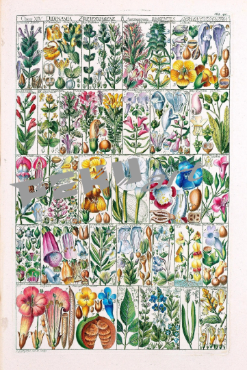 vintage-poster-wildblumen-botanisch
